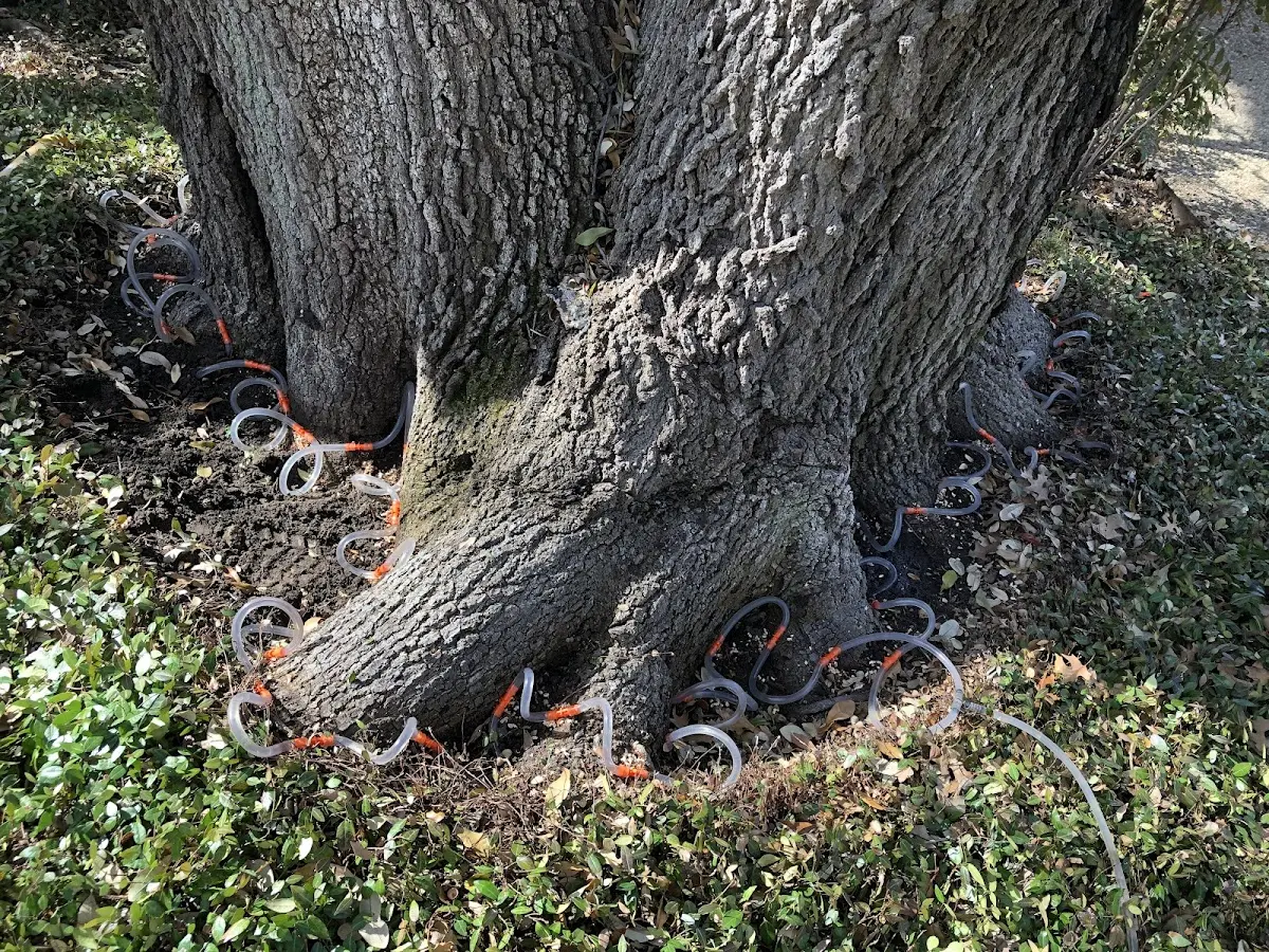 Detailed Tree Cabling and Bracing job site in Peninsula