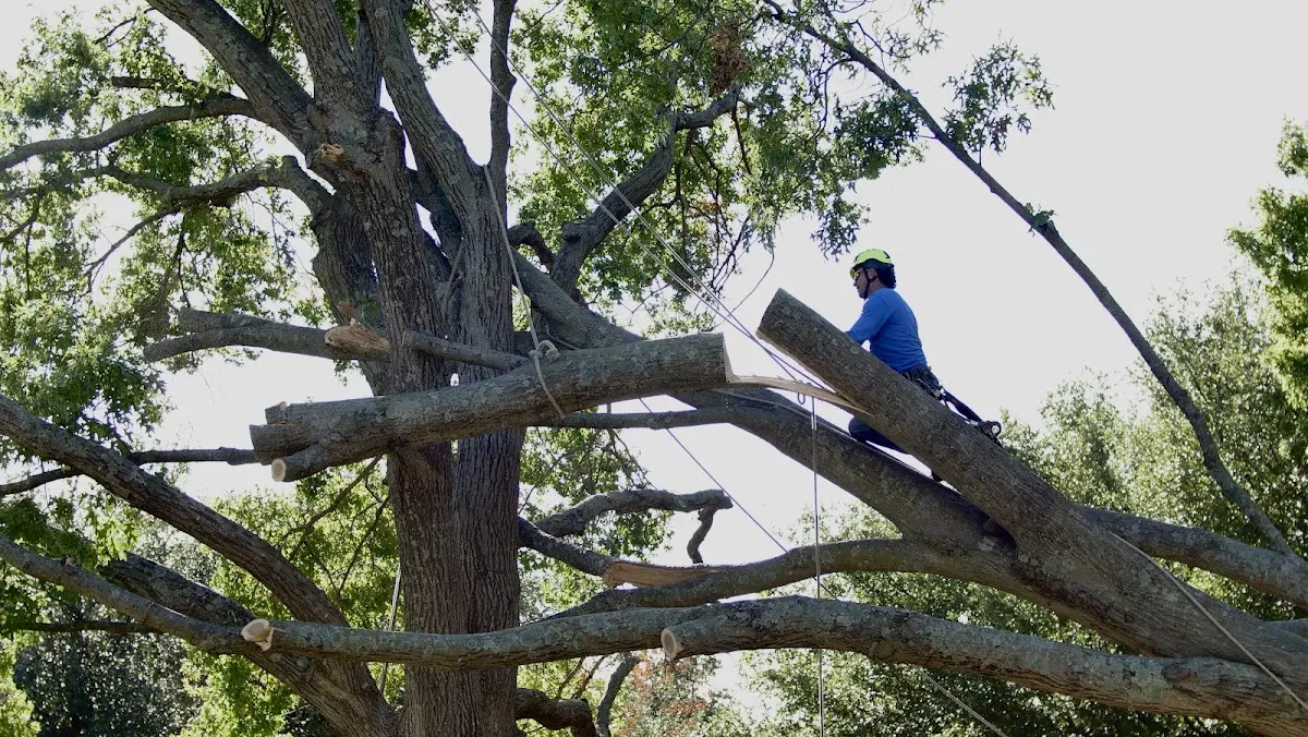 Professional Hazardous Tree Removal performed by certified arborists in Peninsula