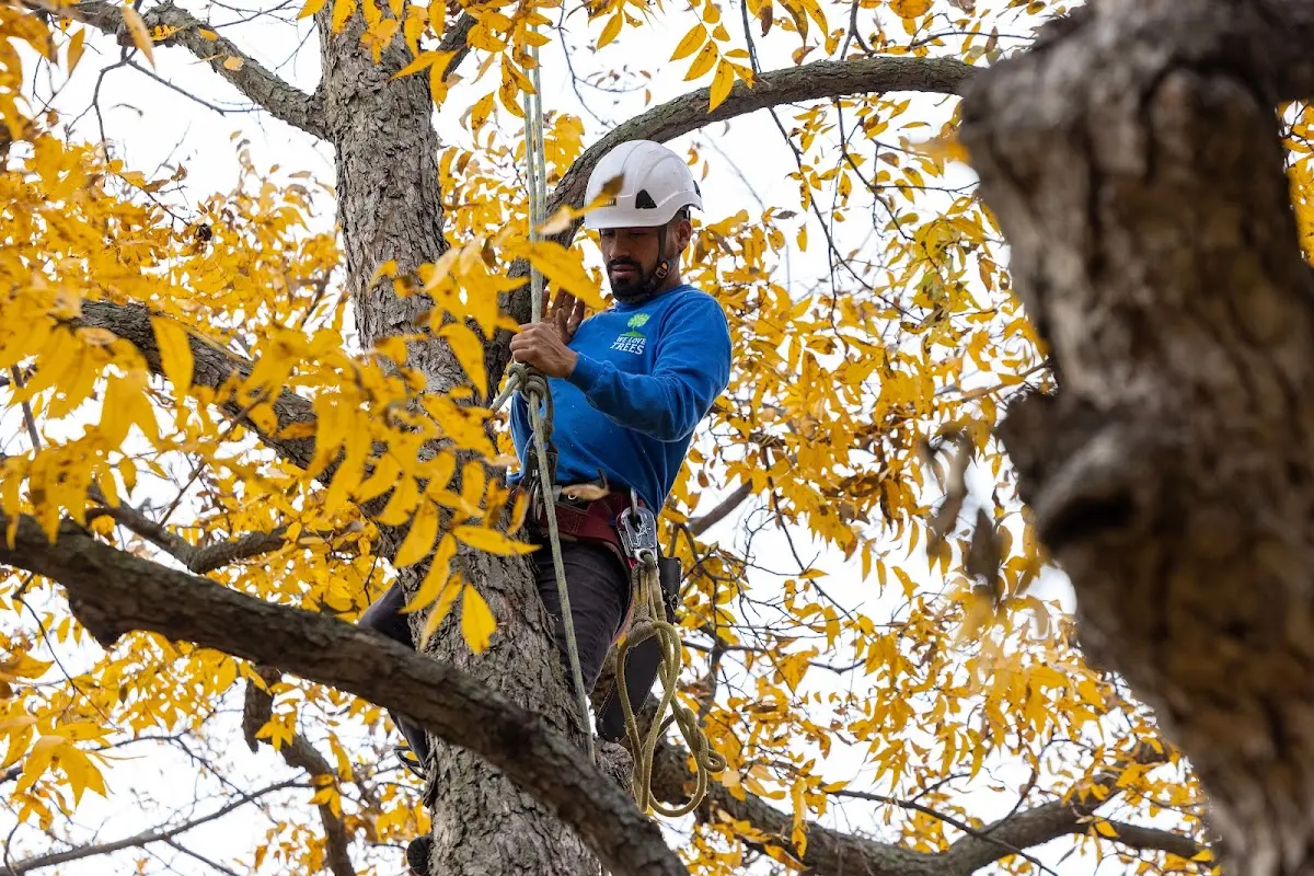 Skilled Tree Trimming crew working in Peninsula